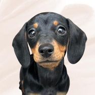 Myla The Miniature Dachshund
