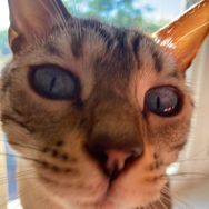 Whiskey the cat😸