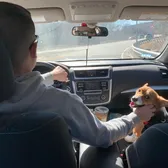 Gus The Corgi