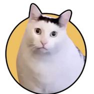 huhcat_official