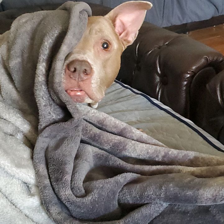 FurMom86