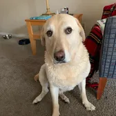 Stevie the Wonderdog