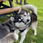 Nanuk & Rex
