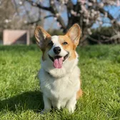 Ketchup the Corgi
