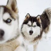 Kex and Crash