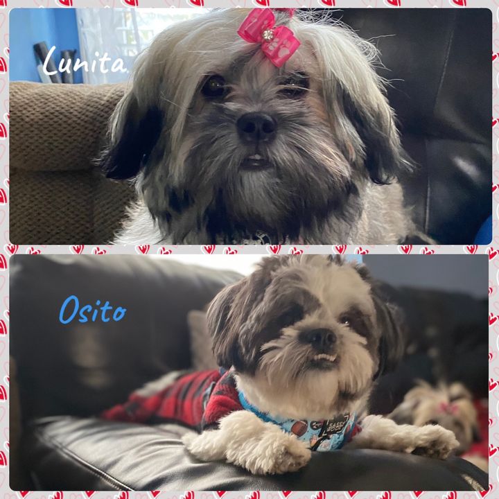 Osito y luna🐶🐶🥰🥰♥️♥️🐾🐾