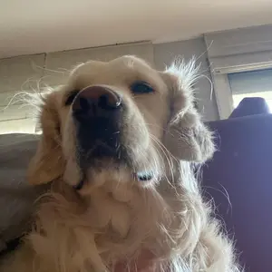 Cooper