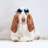 PoppyBasset