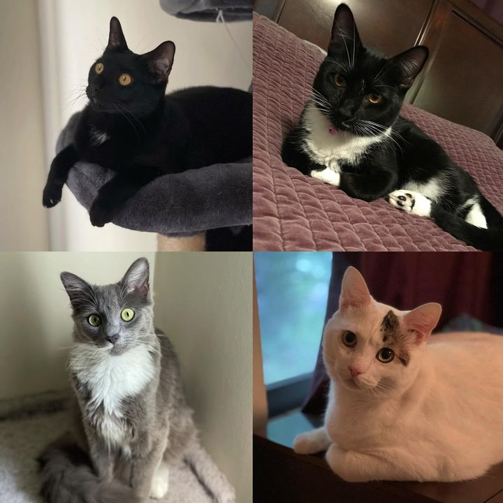 just4cats_andtheirmom