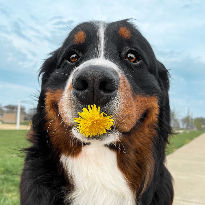 The Berner Bunch