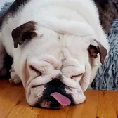 Mohegan Bulldogs