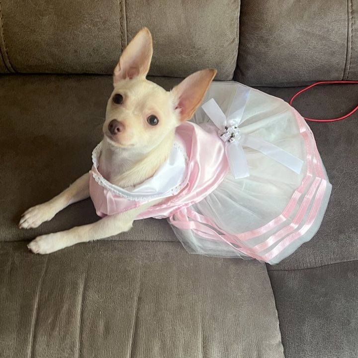 lulu.chihuahua03