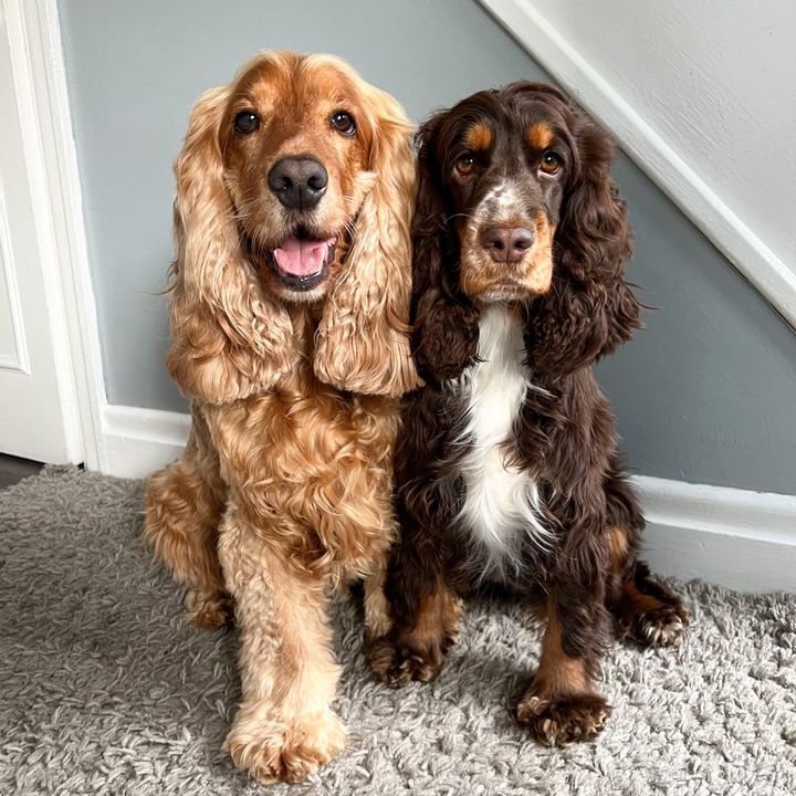 hugo.hattie.heidi