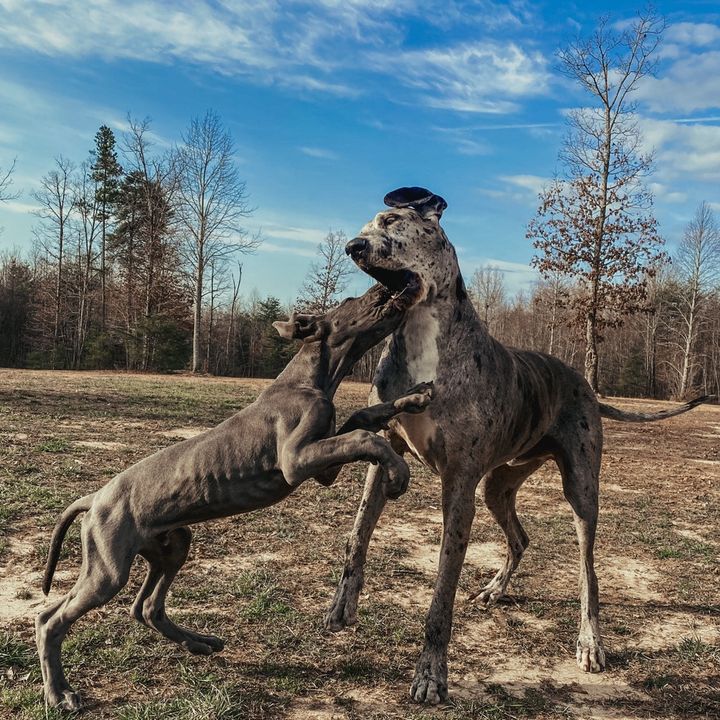 Dogs, Dirt & a Dream