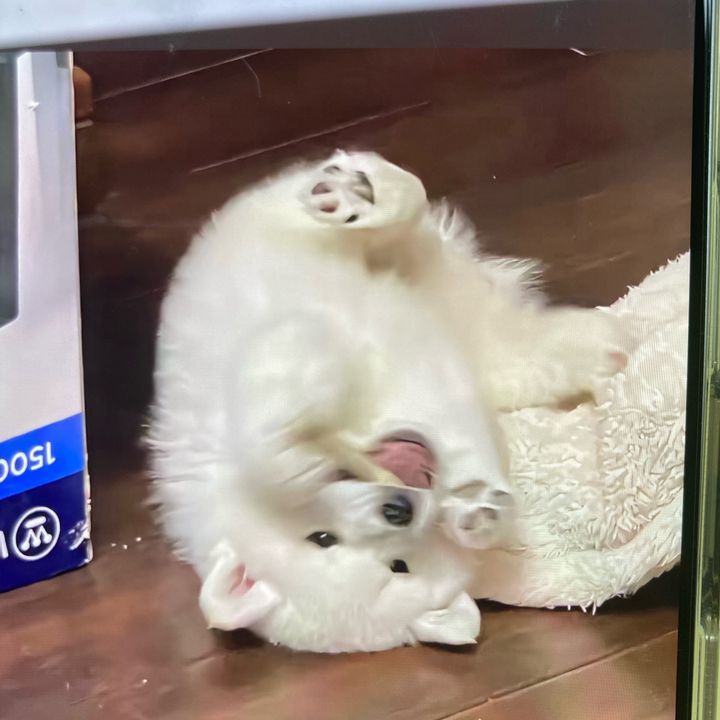 kittyliio158