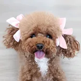 Chiffon the Maltipoo