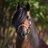 Smooth Moves Ranch