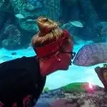Taylor_saurasrex