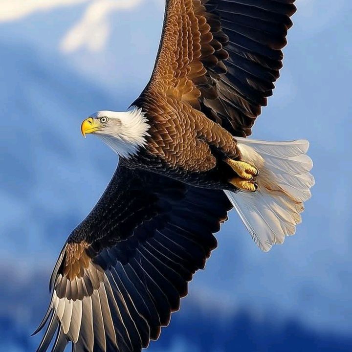 𝐓𝐇𝐈𝐀𝐆𝐎 𝐑🦅🦂🌱