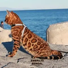 Embrujo Bengal 🐯