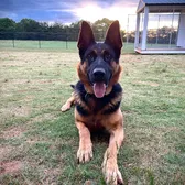 K9Hanes