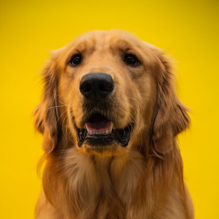 Hachiko golden retriever