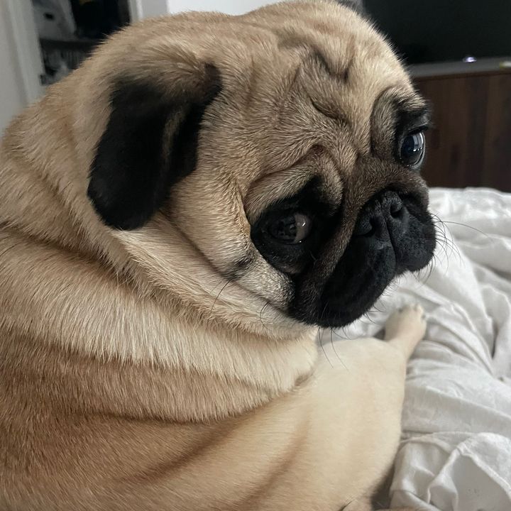 PUGNAROUND