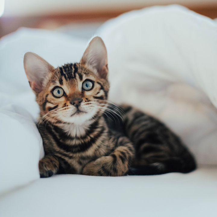 mixiebengalcat