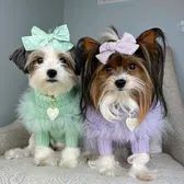 Ellie and Maisie | Biewer pups