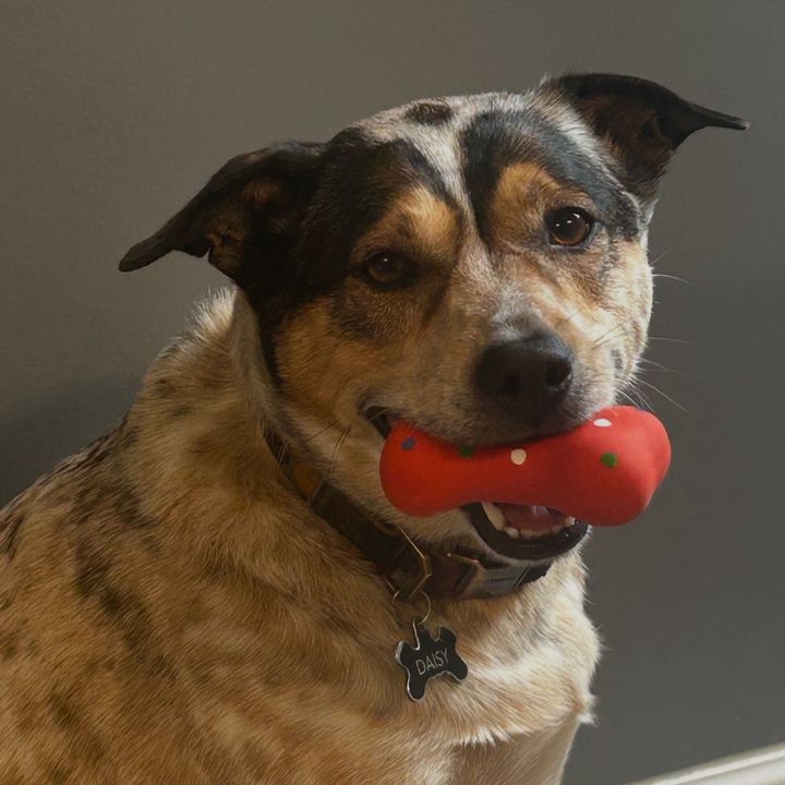 sweetdaisygirl12