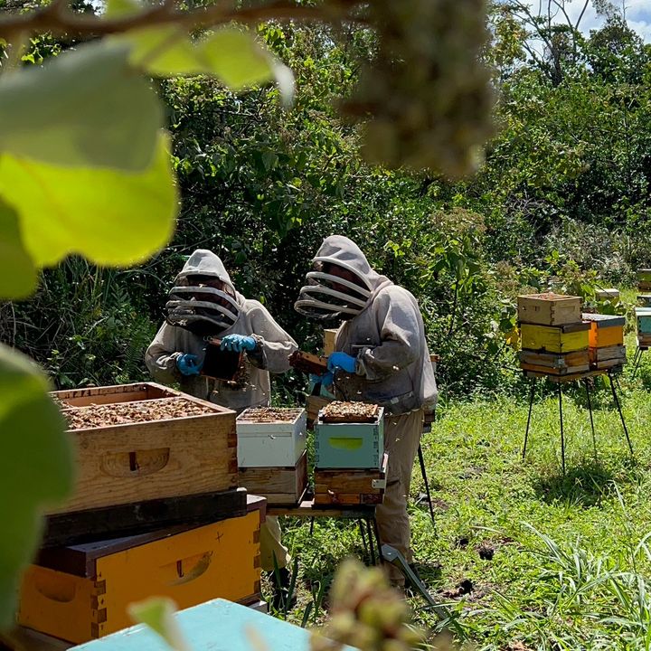 hawaiianhoneyats