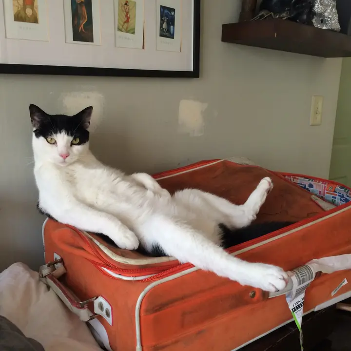 StinkTok