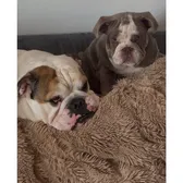 Louie the bulldog