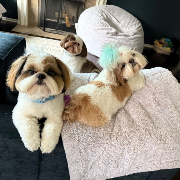 Rambo, Luna y Rocky Peluche😊