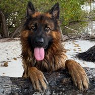 apollo_germanshepherd