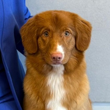 NorthgateTollers