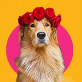 Sunday. ✨The Golden Retriever