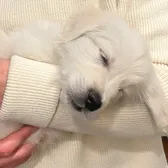Finley