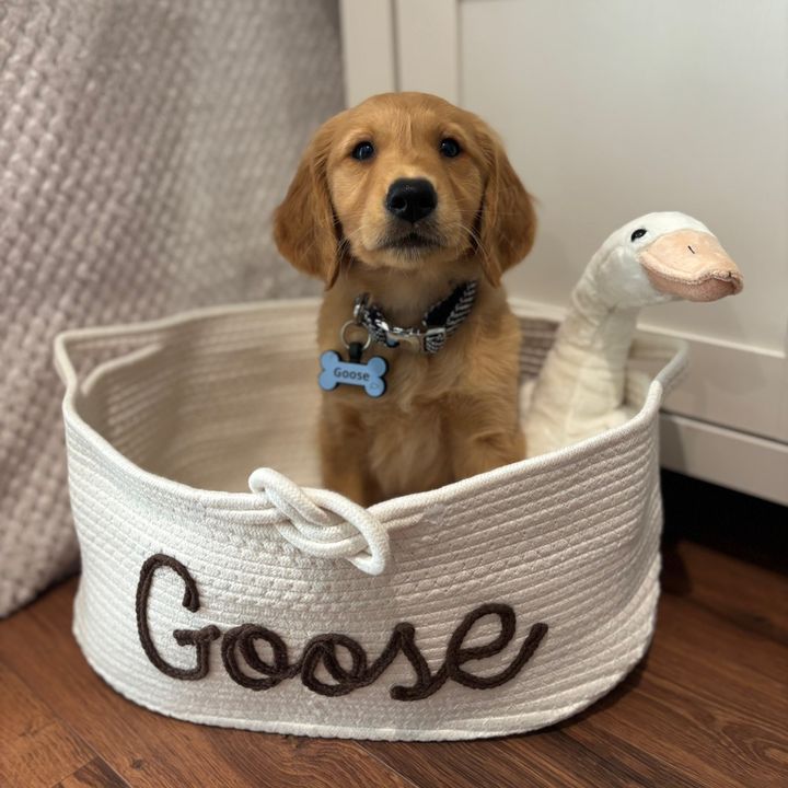Goose the Golden Retriever🪿