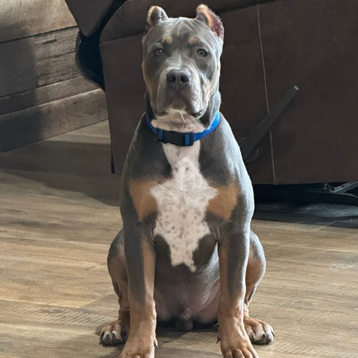 dozertheking