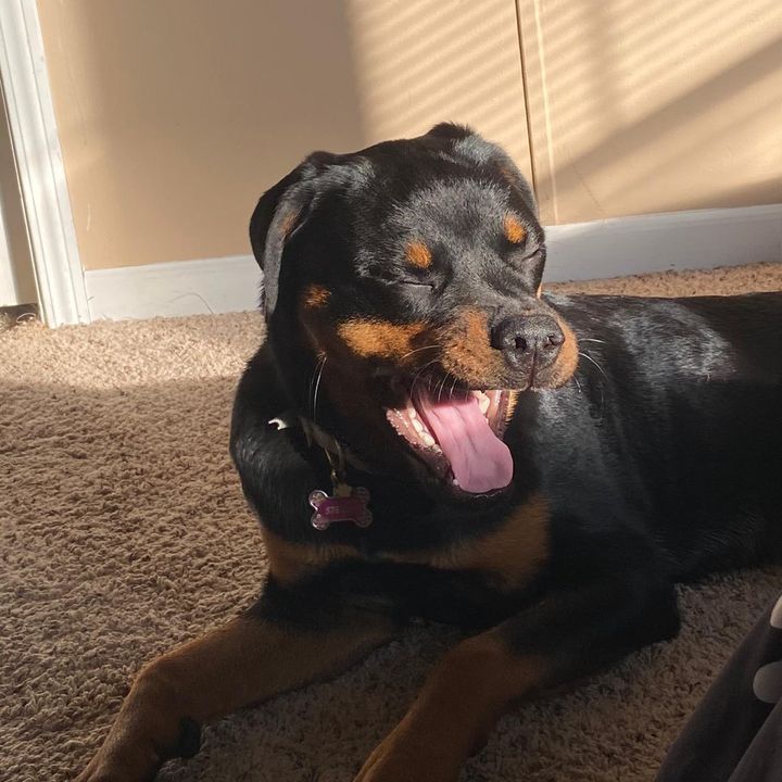💕 Stella The Rottie 💕