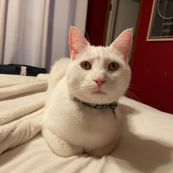 Toulouseandfriends (Amy)