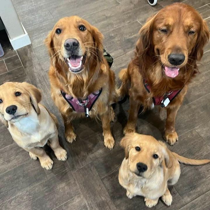 Cupid, Rosie, Archie & Daisy