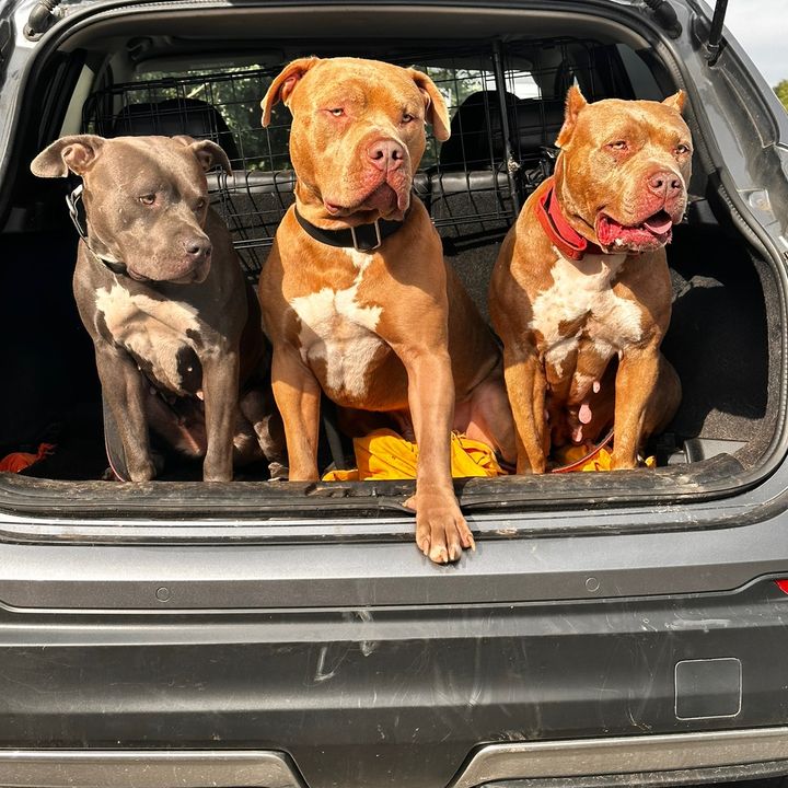 Dogs are a girls best friend