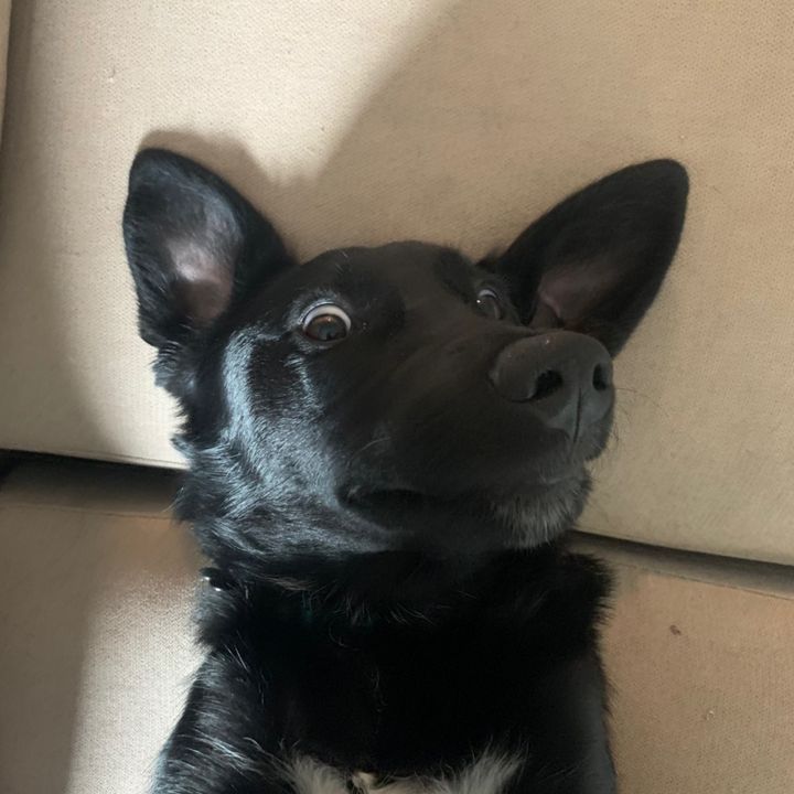 Gizmo !