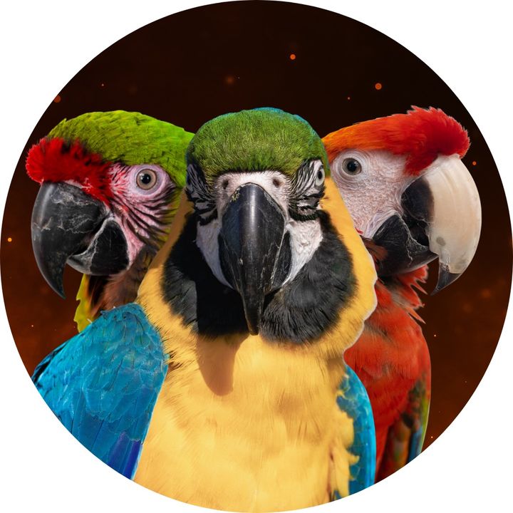 Shelby The Macaw