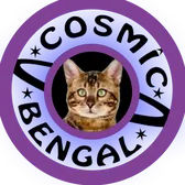 🐾🐆 CosmicBengal 🐆🐾