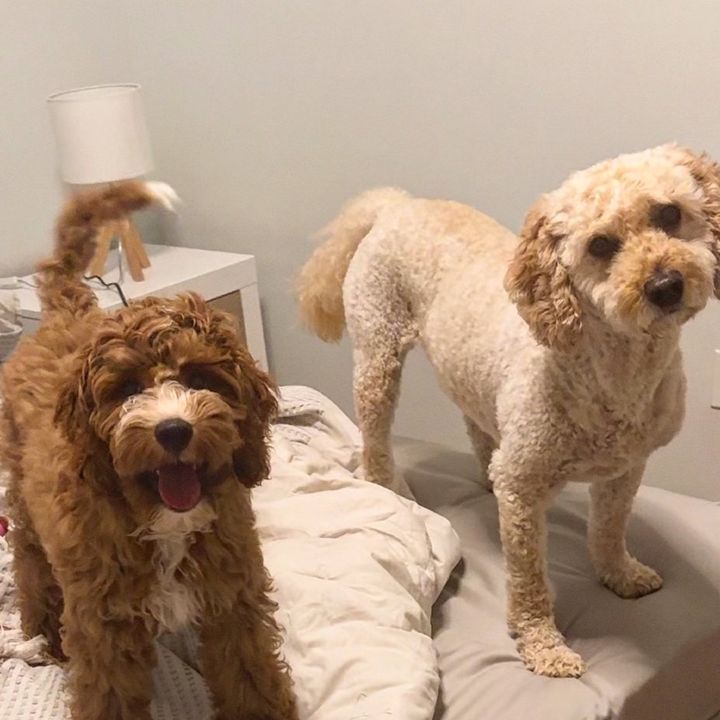 Hank_Archie_DoodleBros