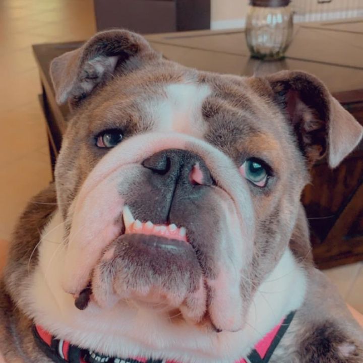 Smooshy Face Bulldogs
