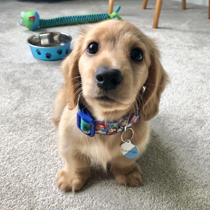 Miniature Dachshund George